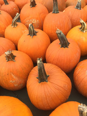 Pumpkin Patch ready for Halloween