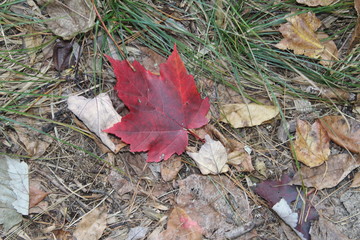 bright red leaf on the ground