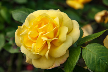 Close-up of Yellow Rose in Garden