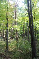 trees in the forest