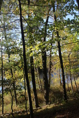 Obraz premium trees in the forest