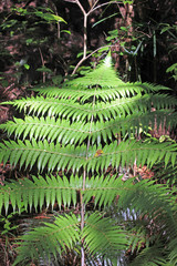 fern-leaf at the goldie bush walkway