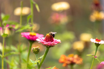 Flowers and bees in garden early autumn