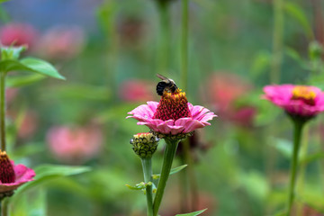 Flowers and bees in garden early autumn