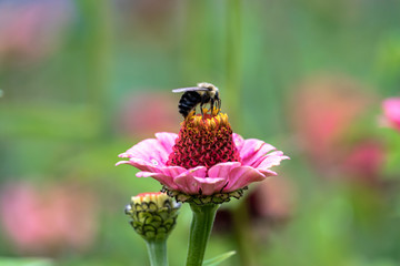 Bee collecting pollen pink petal flower