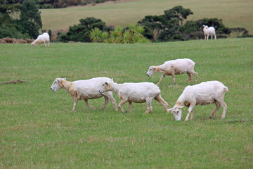 recently sheared sheeps on a meadow