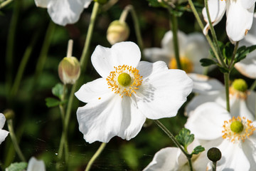 Obraz premium Anemone hupehensis, known as the Chinese anemone or Japanese anemone, thimble flower