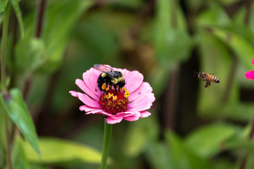 Flowers and bees in garden early autumn