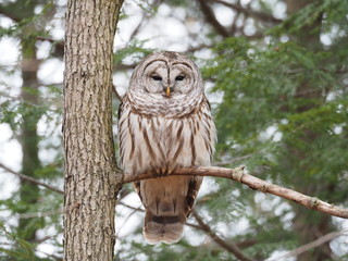 barred owl in tree