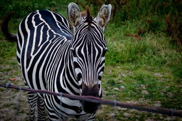 portrait of zebra