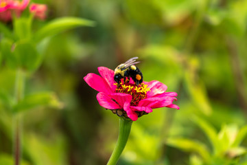 Flowers and bees in garden early autumn