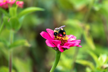 Flowers and bees in garden early autumn