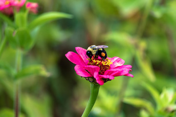 Flowers and bees in garden early autumn