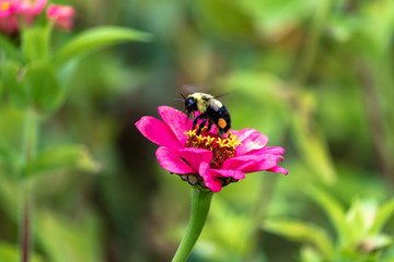 Bee with pollen on legs collecting more from pink flower