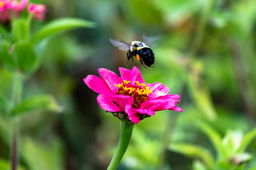 Flowers and bees in garden early autumn