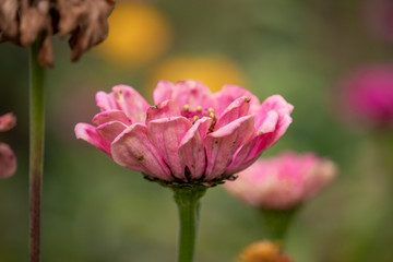 Fototapeta na wymiar Light pink flower in garden