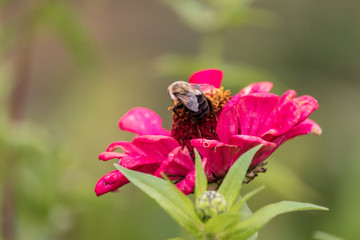 Bee & flower