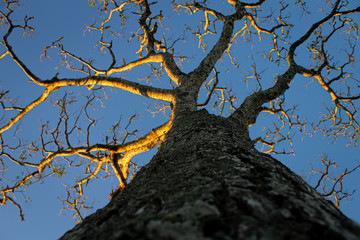 tree on blue sky