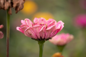 Light pink flower closeup