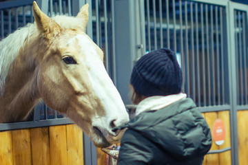 A woman feeds a horse in the paddock with her hand. Winter stable horses