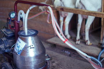 Portable machine for milking goats on the farm