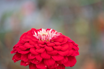 red flower white pistils