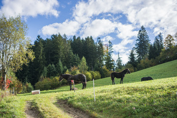 Horses on a green hill in Austrian countryside between Salzburg to the famous Hallstatt village on this beautiful day. 