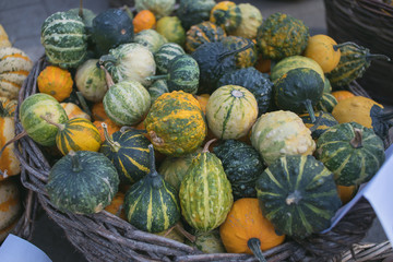 squash and pumpkin outdoor market