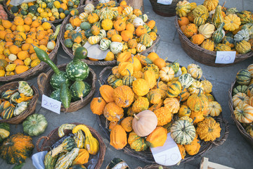 squash and pumpkin outdoor market