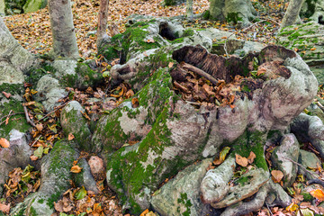 Naklejka na ściany i meble Details of a beech forest in autumn