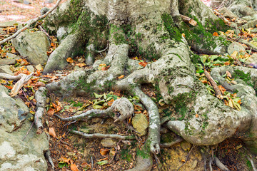 Details of a beech forest in autumn