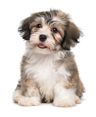 Beautiful smiling little havanese puppy