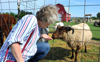 Feeding Animals at Farm in Michigan