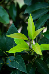 Naklejka na ściany i meble new bright green leaf growth on avocado tree, avocado tree foliage, healthy growing tree
