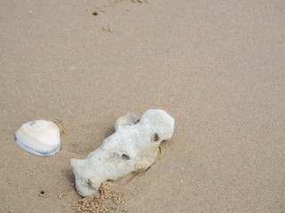 Sea shells on sand.