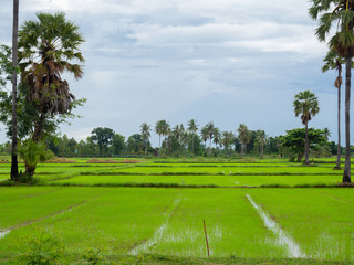 Rice field green grass blue sky cloud.