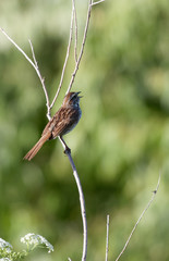 A song sparrow sings from its perch.