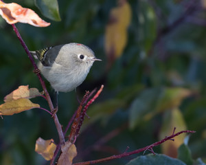 A ruby-crowned kinglet perches for a brief moment in the morning sun; Kemmerer, Wyoming