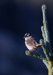 A white-crowned sparrow sits atop a pine tree in the Snowy Range Mountains of Wyoming.
