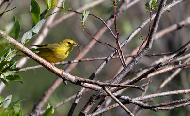 A yellow warbler enjoys a meal near Laramie, Wyoming