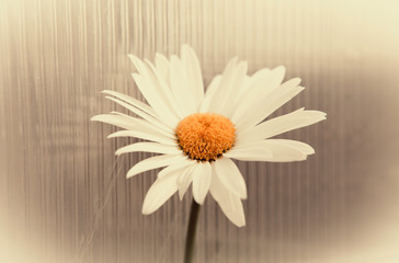 Lonely camomile on a light background. Flower for divination by love