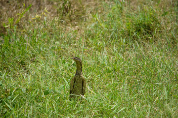 Goanna Meerkat