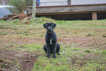 Black labrador puppy outside