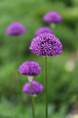 flower in garden Lila 