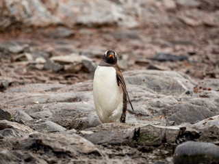 Fototapeta premium Badass gentoo penguin in Antarctica