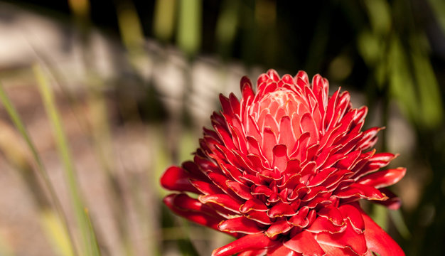 Torch ginger Etlingera elatior red flower
