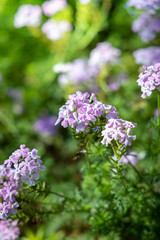 The background image of the colorful flowers
