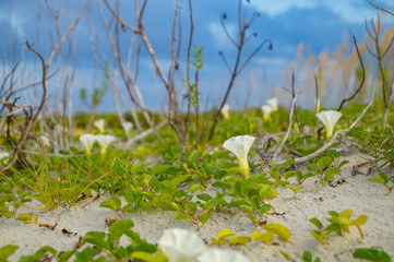 Morning Glory Sand Dune