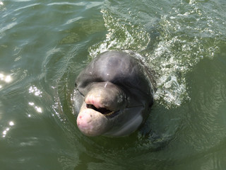 Dolphin