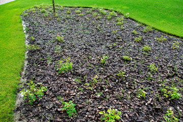 flowerbed for roses with mulch from the bark of a tree surrounded by a green lawn, landscape of a summer park.